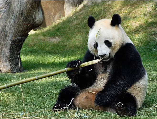 Gấu là động vật có vú đói nhất. Gấu trúc khổng lồ (Ailuropoda melanoleuca) chỉ có thể tiêu hóa khoảng 21% số lượng tre mà nó tiêu thụ mỗi ngày.