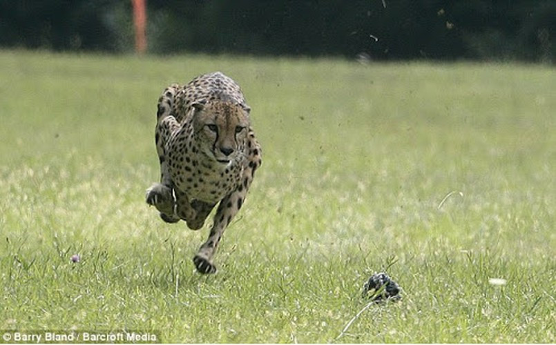 Động vật chạy 100m nhanh nhất. Báo đốm Sarah có thể chạy 100m chỉ trong vòng 6,13 giây.