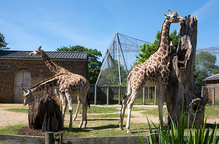 Hươu cao cổ là loài động vật có vú to lớn nhất. Một con hươu cao cổ đực trưởng thành cao khoảng 4,6 – 5,5m. Con hươu cao cổ được ghi nhận là cao nhất cao 5,8m, tên George ở sở thú Chester, Anh.