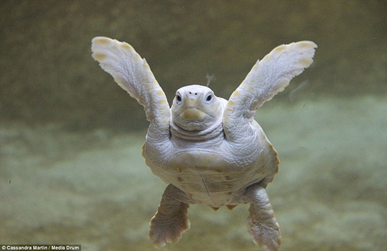 Rùa bạch tạng tên Alba là một cô rùa sống tại Marineland Antibes, miền Nam nước Pháp. Vì bị bạch tạng nên Alba rất dễ được nhận ra, nó được sống trong điều kiện nuôi nhốt và được chăm sóc cẩn thận.