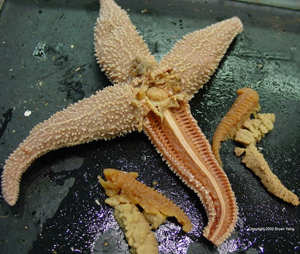 Tiếp theo là loài sao biển, loài động vật này nổi tiếng với khả năng tái sinh mạnh mẽ. Khi bị cụt mất một chân, sao biển chỉ đơn giản là mọc lại ngay chiếc chân đó, thậm chí khi chỉ còn lại một chân, nó cũng có thể tái tạo lại toàn bộ cơ thể từ chiếc chân sót lại.