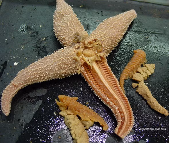 Tiếp theo là loài sao biển, loài động vật này nổi tiếng với khả năng tái sinh mạnh mẽ. Khi bị cụt mất một chân, sao biển chỉ đơn giản là mọc lại ngay chiếc chân đó, thậm chí khi chỉ còn lại một chân, nó cũng có thể tái tạo lại toàn bộ cơ thể từ chiếc chân sót lại.