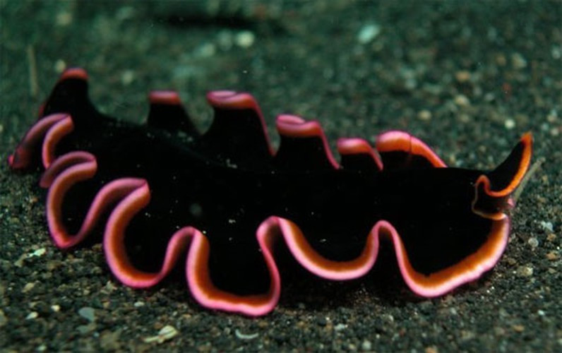 Thậm chí, loài giun này còn có thể sống dậy được nhờ một tế bào duy nhất còn sót lại và thậm chí, nó còn có thể khôi phục hoàn toàn trí nhớ sau khi bị mất đầu. Các chuyên gia cho rằng trí nhớ của giun dẹt không được lưu trữ trong não mà phân bố khắp các tế bào của cơ thể.