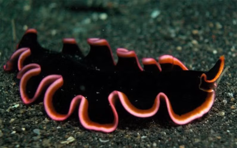 Thậm chí, loài giun này còn có thể sống dậy được nhờ một tế bào duy nhất còn sót lại và thậm chí, nó còn có thể khôi phục hoàn toàn trí nhớ sau khi bị mất đầu. Các chuyên gia cho rằng trí nhớ của giun dẹt không được lưu trữ trong não mà phân bố khắp các tế bào của cơ thể.