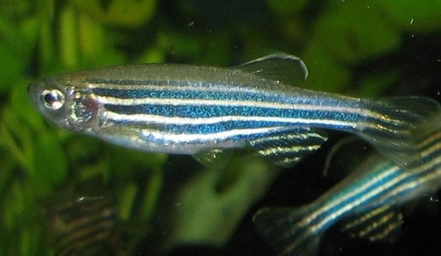 Cá ngựa vằn có khả năng đặc biệt, đó là tái tạo lại phần đuôi hay vây đã bị mất do bị tấn công hay tác động bởi yếu tố bên ngoài. Đây là mẫu sinh vật tái tạo có xương sống quan trọng trong nghiên cứu khoa học.