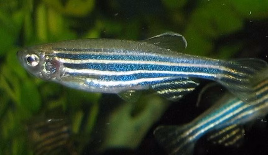 Cá ngựa vằn có khả năng đặc biệt, đó là tái tạo lại phần đuôi hay vây đã bị mất do bị tấn công hay tác động bởi yếu tố bên ngoài. Đây là mẫu sinh vật tái tạo có xương sống quan trọng trong nghiên cứu khoa học.