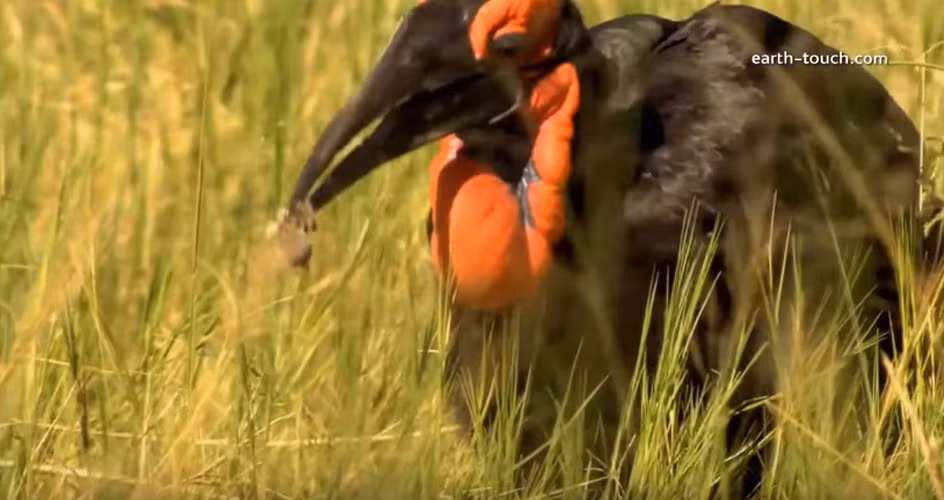 Chúng có thể dễ dàng giết chết một con rắn độc nhanh hơn loài người rất nhiều.