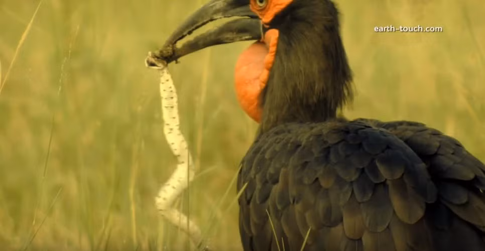 Đừng bao nghĩ rằng chim mỏ sừng to lớn, cục mịch nên sẽ đi lại chậm chạp, khó khăn trong việc săn giết những động vật chui rúc giỏi như rắn.