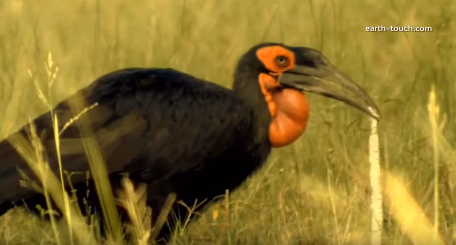 Trong ảnh là một con rắn độc châu Phi lọt vào tầm ngắm tử thần của con chim hồng hoàng đáng sợ.