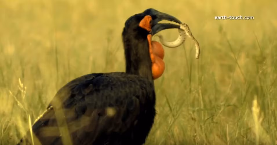 Thông thường, chim hồng hoàng hung dữ ăn các loài động vật gặm nhấm, côn trùng và những loài động vật hiền lành khác. Tuy nhiên, khi bắt gặp những con rắn, chúng cũng sẽ không ngần ngại mà ăn thịt.