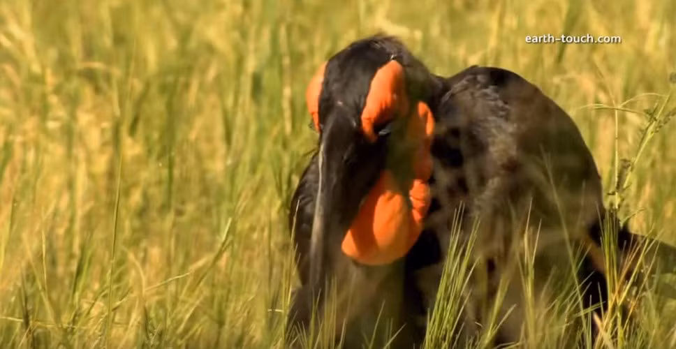 Sau khi săn được rắn, thường chim hồng hoàng sẽ mổ vào đầu của con rắn cho nó chết hẳn rồi mới dùng chiếc mỏ kẹp chặt cơ thể con mồi, từng bước nuốt xuống.