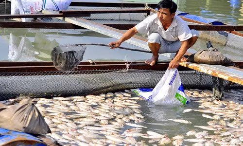 Cong an khao sat vu ca chet hang loat tai Dong Nai