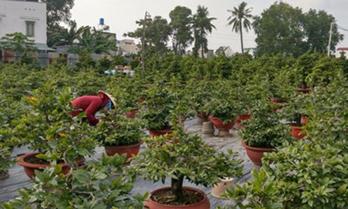 Thi truong mai Tet: Ke khoc, nguoi cuoi