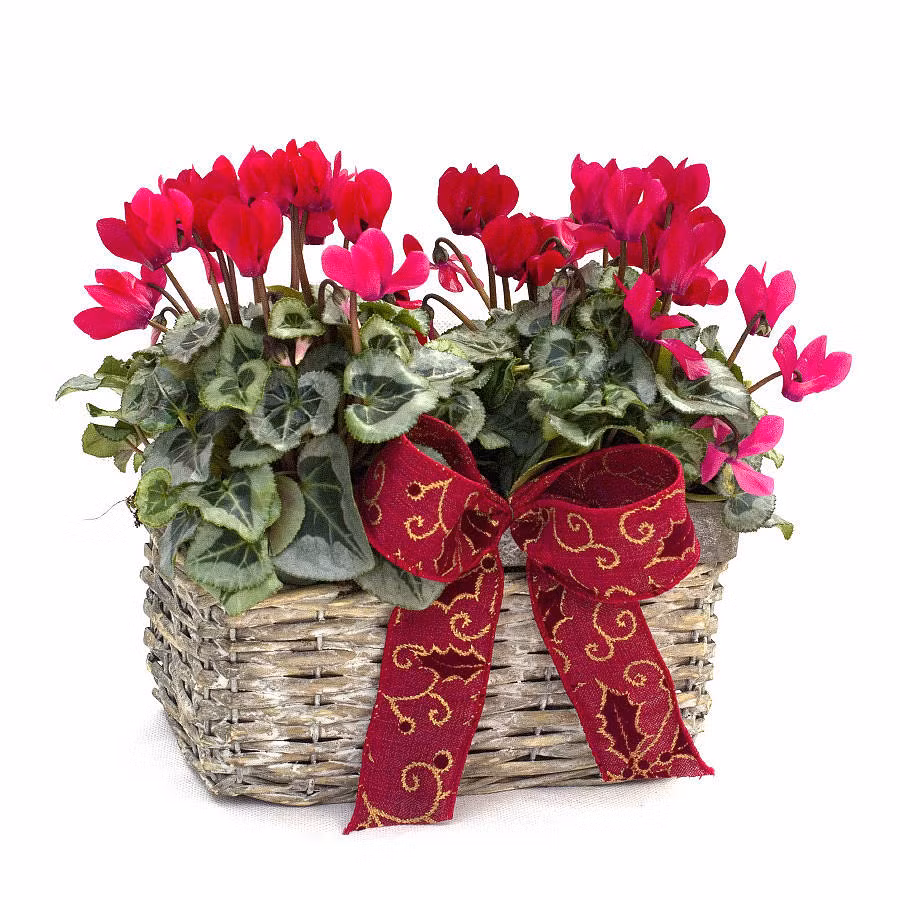 Trong hoa phong thuy nao dip Tet Dinh Dau 2017 de rinh tai ruoc loc?-Hinh-3