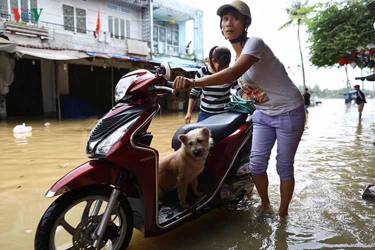 Chú chó nhỏ theo chủ về nhà trong nước lũ.