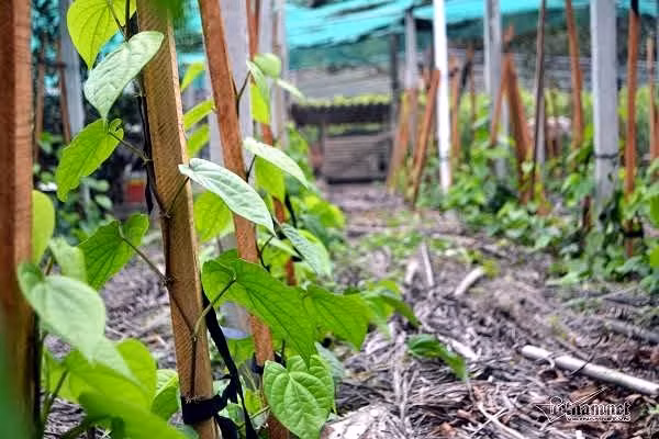 Lang trau khong xuat khau doc nhat vo nhi Viet Nam-Hinh-3