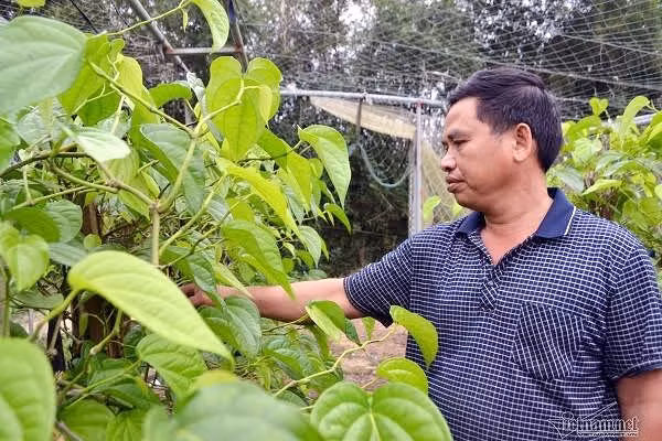 Lang trau khong xuat khau doc nhat vo nhi Viet Nam-Hinh-2