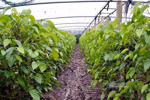 Lang trau khong xuat khau doc nhat vo nhi Viet Nam