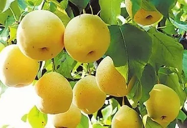 Vào dịp lễ Noel cũng không nên dùng lê làm món quà tặng bởi nó cũng tương trưng cho sự chia ly. Nguồn ảnh: Sohu.