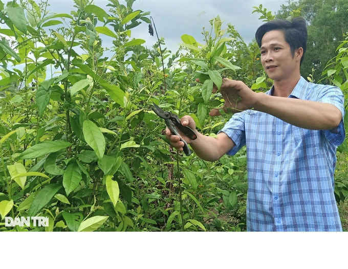 Loai cay rung tu Tay Bac vao Ca Mau trong cho lai bat ngo