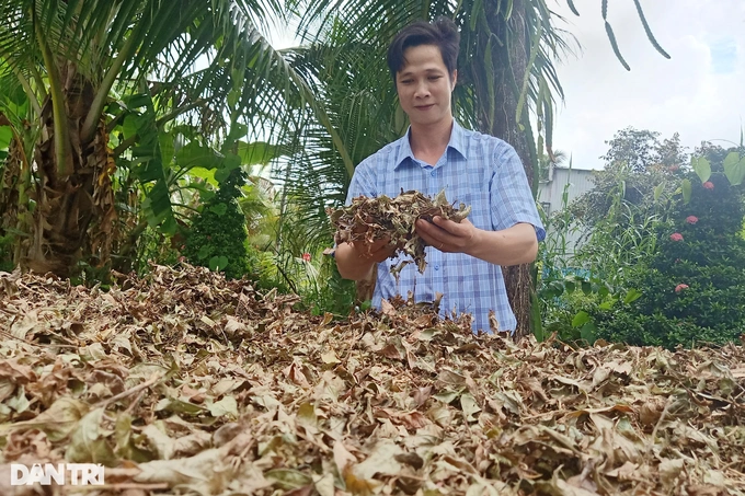 Loai cay rung tu Tay Bac vao Ca Mau trong cho lai bat ngo-Hinh-3