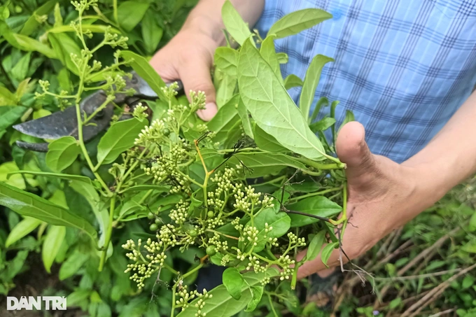 Loai cay rung tu Tay Bac vao Ca Mau trong cho lai bat ngo-Hinh-2