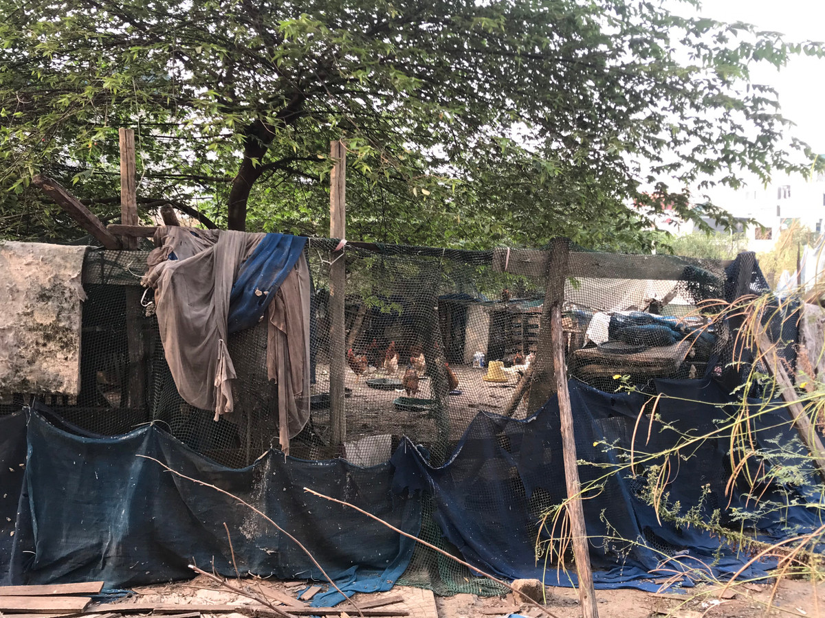 Khuôn viên khu tái định cư được người dân sử dụng, biến tướng thành nơi chăn, nuôi gia cầm.