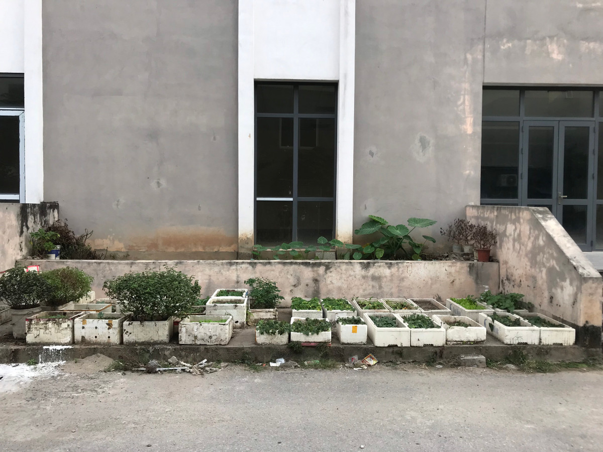 Người dân xung quanh tận dụng tập kết hộp xốp để trồng rau.