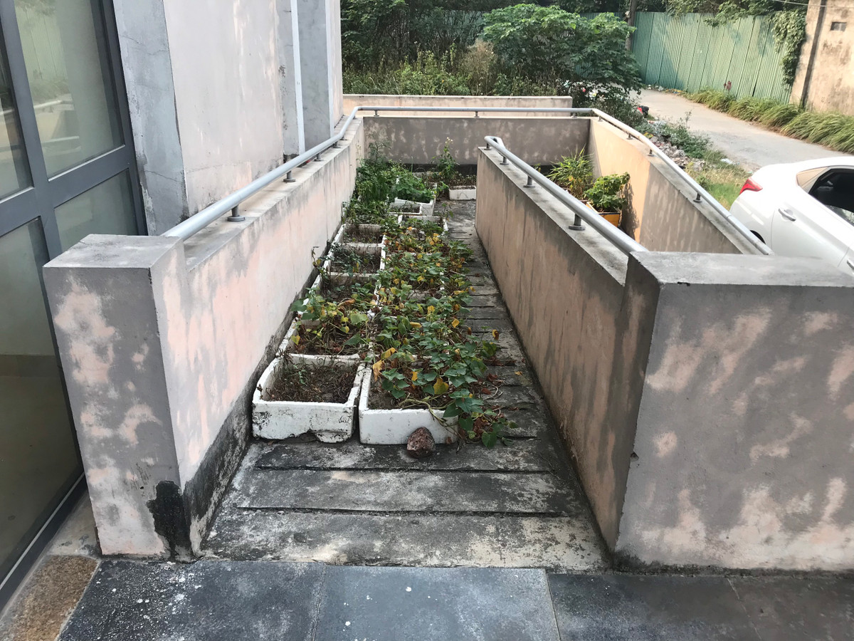 Rau được trồng lấp kín lối đi.