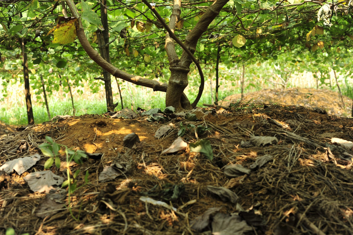 Trong 2 loai cu tren dat kho can thu hon ty dong moi nam