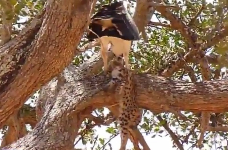 Ca gan bat bao con an thit, dai bang bi bao me tra thu