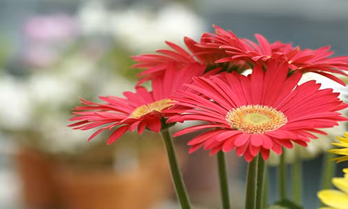 Hoa đồng tiền: Loại hoa này có thể trồng ở ban công của các ngôi nhà, chỉ cần có một chậu đất nhỏ và đủ ánh sáng cây có thể tươi đốt và cho hoa quanh năm. Điều quan trọng là hoa đồng tiền lọc sạch chất độc hại formaldehyde có trong không khí phòng. Ảnh: Sohu.