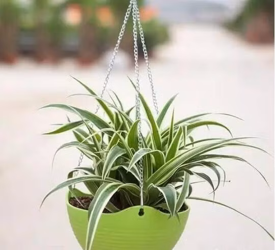 Lan điếu hay còn gọi là cây dây nhện: Cây có sức sống mãnh liệt, xanh tốt quanh năm, có thể sống xanh tốt trong nhà. Cây không chỉ làm đẹp mà còn giúp làm sạch các phân tử formaldehyde, benzene có trong không khí. Ảnh: Sohu.