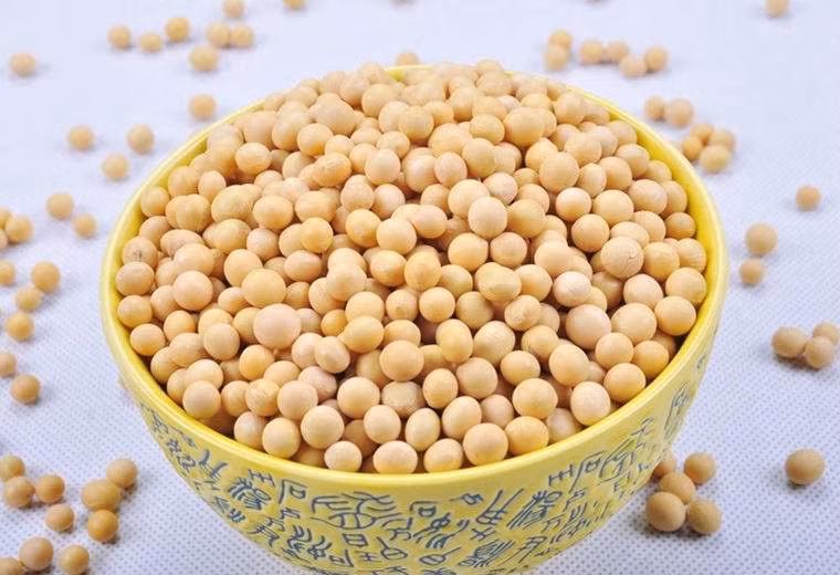  Đậu nành: Chứa nguồn dinh dưỡng phong phú, có tác dụng kiện tỳ, nhuận táo, tiêu thũng. Đây chính là thực phẩm lý tưởng dành cho phụ nữ tuổi mãn kinh, bệnh nhân tiểu đường và bệnh nhân mắc các bệnh lý về tim mạch. Ảnh: baicaolu.