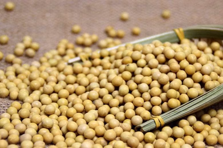 Axit béo không no và lecithin có trong đậu nành sẽ giúp bảo vệ sự đàn hồi của mạch máu, bổ não và ngăn ngừa gan nhiễm mỡ. Ảnh: baicaolu.