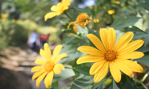 Hoa dã quỳ khoe sắc “gọi mời” du khách. Hoa dã quỳ thường có từ 10 đến 15 cánh, với đường kính 5 đến 10 cm. "Mùa hoa dã quỳ kéo dài khoảng 10 đến 14 ngày. Năm ngoái, chúng tôi đón khoảng 10.000 lượt người tham quan trong mùa hoa dã quỳ. Năm nay, mới ngày đầu mà đã đông vậy, thì chắc chắn du khách sẽ đông hơn năm ngoái. Để đảm bảo an ninh cho du khách, anh em chúng tôi được huy động vào thứ bảy, chủ nhật", anh Nguyễn Ngọc Hải, nhân viên hạt kiểm lâm Vườn quốc gia Ba Vì tâm sự.