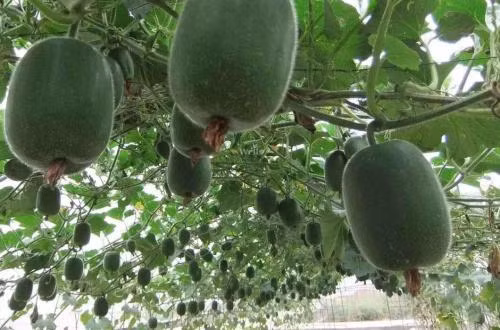 Ngoài ra, dùng dùng nước rau bí xanh rửa mặt tắm cũng giúp nhuận da, trừ nám. Ảnh: jfdaily.