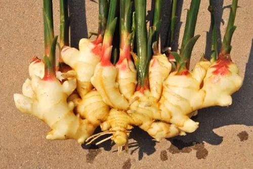 Đầu tiên, thêm một lượng muối và dấm nước gừng nóng, và sau đó vắt khăn ướt, lắng đọng ở khu vực bị ảnh hưởng, lặp lại nhiều lần, có thể giảm bớt đau. Ảnh: egu365.