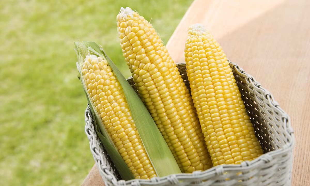 Ngô cũng chứa lysine và selen, chất chống oxy hóa có tác dụng hữu ích ngăn chặn các khối u. Trong ngô giàu vitamin B1, B2, B6... giúp bảo vệ chức năng tiêu hóa, ngừa đầy hơi, chướng bụng, bảo vệ da, làm đẹp hiệu quả. Ảnh: vcg.