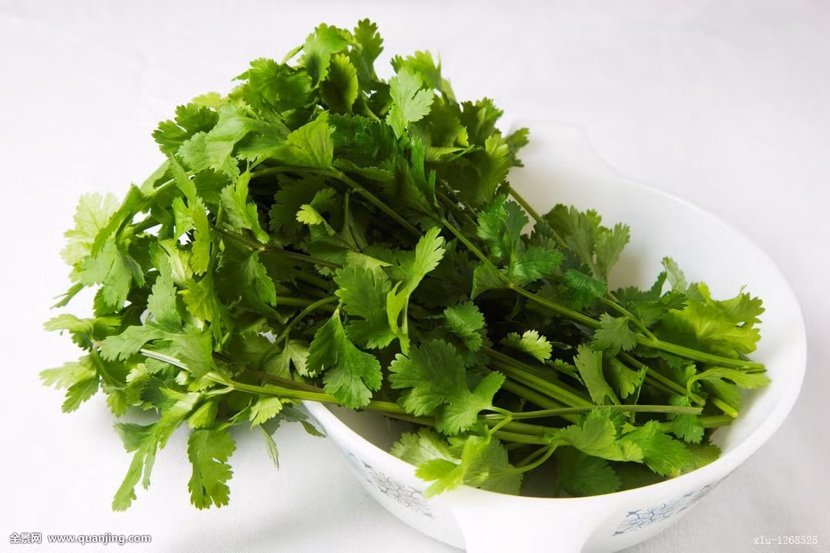 Rau mùi luộc có thể thải độc cơ thể hiệu quả: Dùng rau mùi rửa sạch, luộc như rau thông thường trong khoảng 10 phút. Sau khi nguội, chắt lấy nước cho vào hộp kín đậy nắp chặt để vào tủ lạnh. Mỗi ngày uống một cốc nước rau này có thể giúp cơ thể thải độc tố tích tụ qua đường tiêu hóa. Ảnh: quanjing.