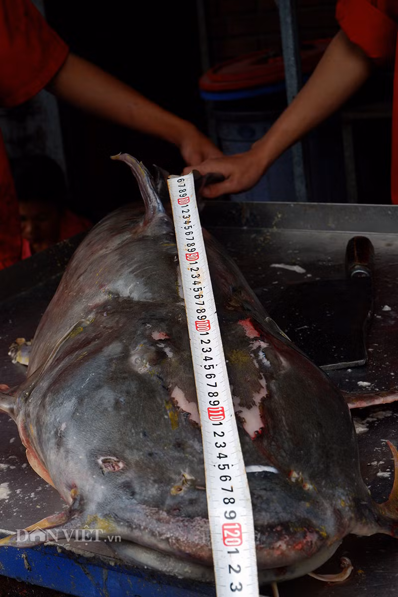 “Cá chiên là một loài sống ở những vùng nước sâu, nhiều ghềnh đá, nước chảy xiết. Cá thường ăn những con cá nhỏ, giá trị dinh dưỡng rất cao, có thể chế biến được nhiều món. Cá này chỉ có 1 xương trụ, không có xương dăm, tỷ lệ thịt rất cao. Cá to và nặng tới 30 kg, dài 1,2m ở miền Bắc thực sự là rất hiếm”, anh Long cho biết thêm.