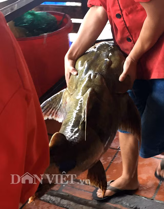 Theo anh Long, giá mỗi kg cá chiên bán tại nhà hàng tùy thuộc vào từng loại cá có trọng lượng lớn hay nhỏ. Cá lớn sẽ có giá bán cao hơn. Con cá chiên anh đưa từ sông Đà về có giá lên tới hàng chục triệu đồng.