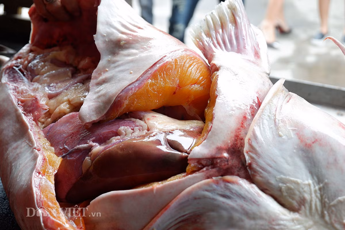 Cá chiên có lớp da dày và có 1 lớp mỡ mỏng giữa da và thịt, phần đầu rất to và cứng. Nhiều người còn gọi cá chiên là “Cá Gỗ”, vì chúng ít khi di chuyển, không chạy như các loài cá có vảy khác mà thường nằm im trong hang, đến đêm tối mới mò đi kếm ăn.