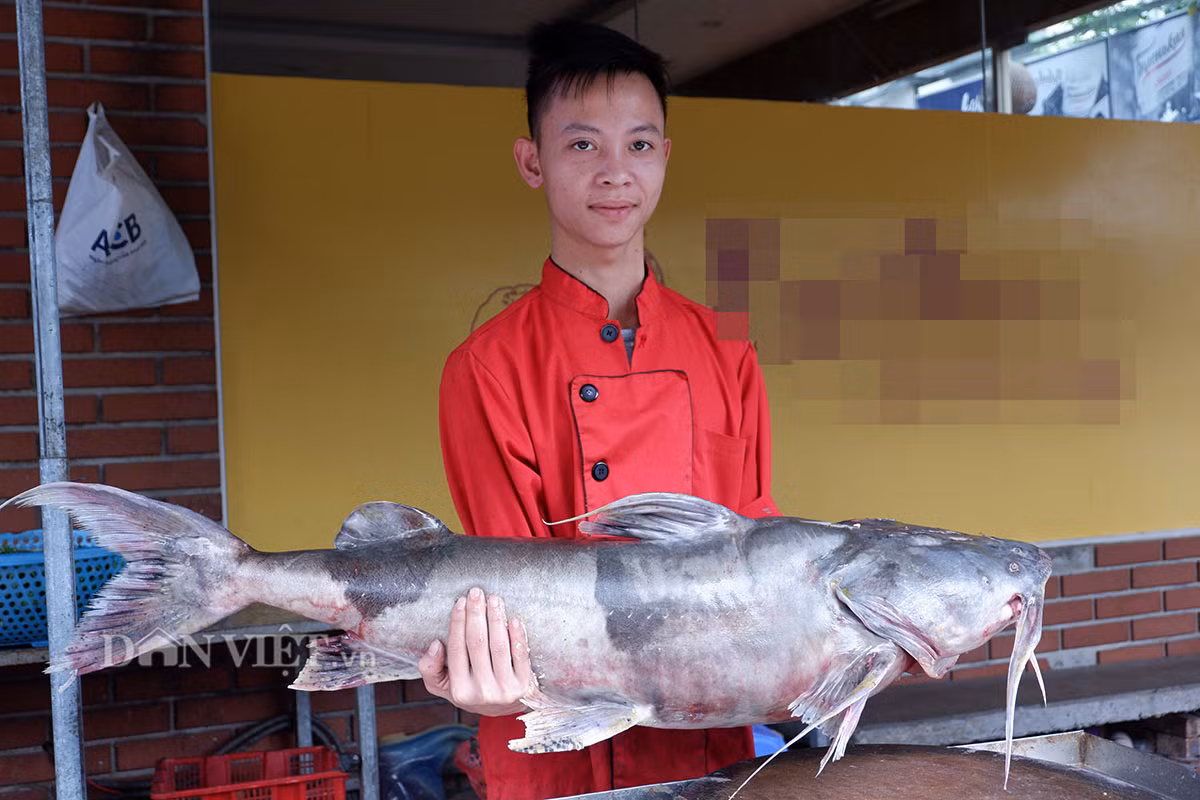 Đồng thời, anh cũng đã phải bỏ ra một số tiền lên đến hàng chục triệu đồng mới có thể sở hữu được chú cá chiên này. Đó là chưa kể kinh phí đầu tư các thiết bị nuôi sống cá trên quãng đường từ Hòa Bình về đến Thủ đô.