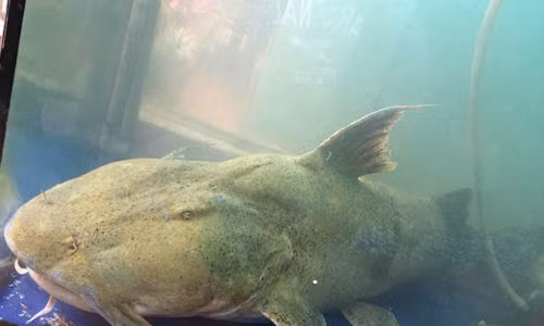  Cá chiên, hay còn gọi là cá tiến vua với trọng lượng lên đến gần 30 kg, dài 1,2m đã được anh Lê Sỹ Long, chủ một cửa hàng ăn uống đưa từ Hòa Bình về Hà Nội.
