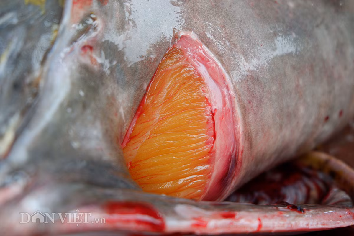 Cá chiên thường trú ngụ ở những vị trí hết sức hiểm trở, nước sâu và nhiều xoáy. Hiện, chỉ ở thượng nguồn sông Đà, nơi những nghềnh thác chảy xiết, đổ ầm ầm xuống những vực nước sâu hàng chục mét mới là thiên đường trú ngụ của cá chiên.