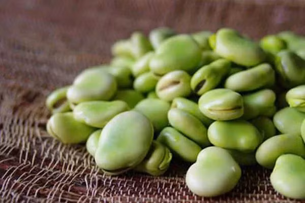 Đậu tằm: Đây là loại đậu chứa nhiều canxi, kẽm, mangan, phospholipid.. tốt cho não bộ, có tác dụng bổ não, tăng cường trí nhớ. Canxi có trong đậu tằm có lợi cho việc hấp thụ canxi của xương, kích thích sự phát triển của xương. Ảnh: Sohu.