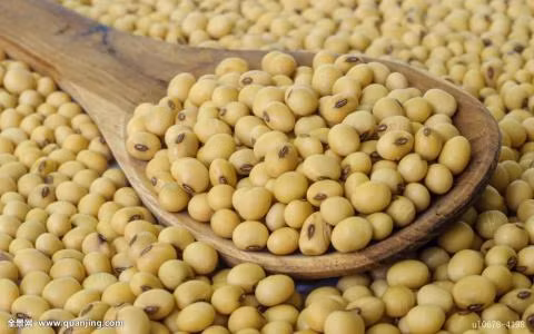 Trong đậu nành, protein chiếm đến 34,3% và 17,5% chất béo. Tuy nhiên, protein có trong đậu nành lại thiếu lysine, vì thế nên kết hợp đậu nành với cơm sẽ có tác dụng bổ trợ tuyệt vời. Ảnh: quanjing.