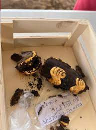 Bà Mayo cho hay công tác khai quật ngôi mộ vẫn chưa hoàn tất nên họ chưa thể đưa ra con số chính xác bao nhiêu người được chôn cất bên trong mộ cổ.