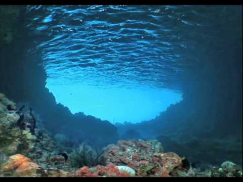 Sau khi thu được âm thanh "Bloop" bí ẩn, các chuyên gia, nhà khoa học đã nhanh chóng bắt tay vào nghiên cứu nhằm tìm ra "thủ phạm" tạo ra tiếng ồn đó.